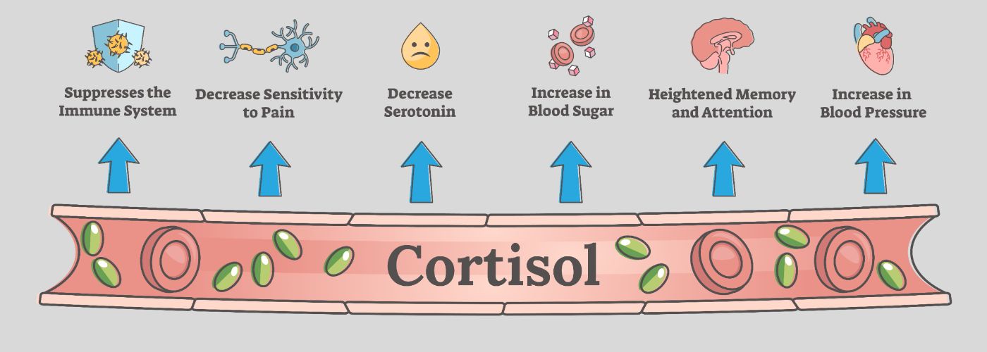 What Does Cortisol Do?